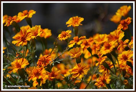 Beautiful Bouquet of Marigold Yellow flowers