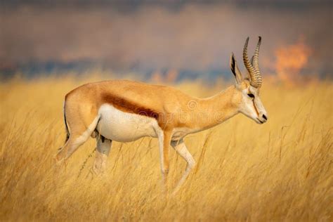 Springbok Walking in Etosha National Park, Namibia Stock Image - Image ...