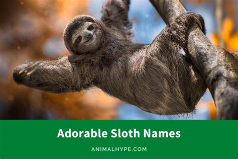 562 Quirky Sloth Names to Match Their Chill Vibe - Animal Hype