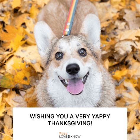 11 Happy Thanksgiving Dog Memes for Maximum Tail-Wags | LoveToKnow Pets