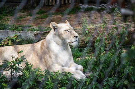 White Lion Facts - Animal Sake