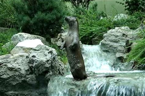 European Otter: The Animal Files