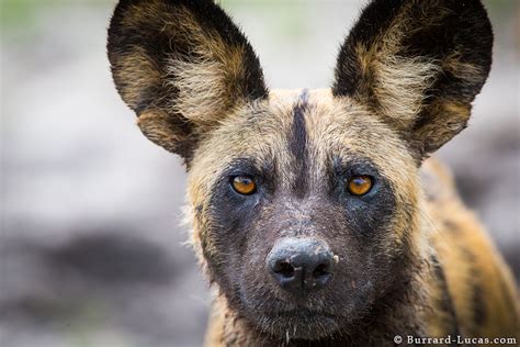 African Wild Dog - Burrard-Lucas Photography