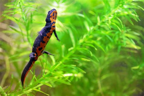 10 curiosities about newts