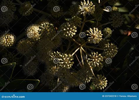 Japanese aralia flowers. stock photo. Image of araliaceae - 237242218