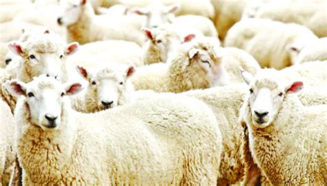 Sheep farming becomes blessing for ethnic minority female students – The Daily Industry