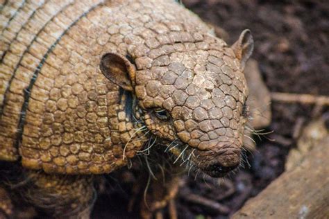 17 Wild Animals in Venezuela [Wildlife in Venezuela] - Kevmrc