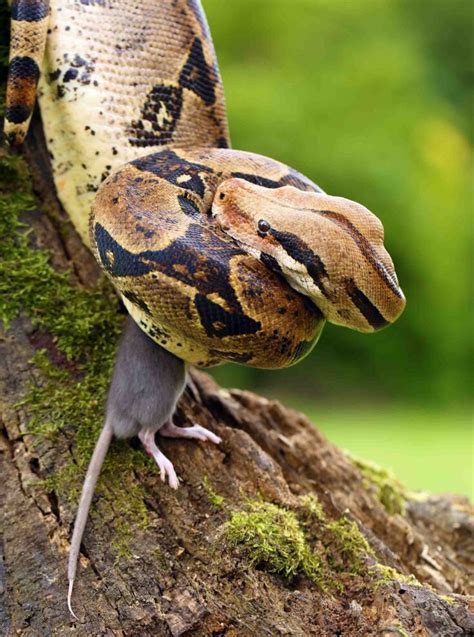 12 Striking Amazon Rainforest Snakes • I Heart Brazil