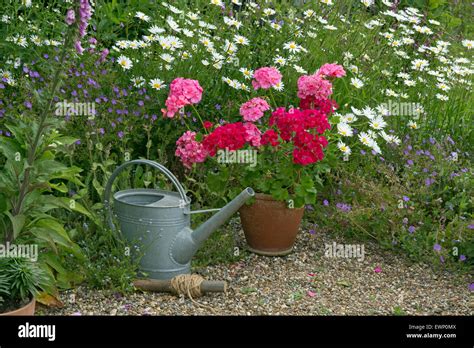 Garden still life with geraniums daises and garden tools Stock Photo - Alamy