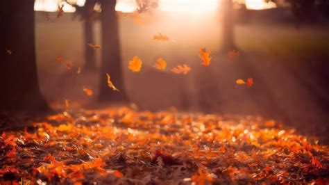 Red leaves in the autumn sunrays - Nature photography - backiee