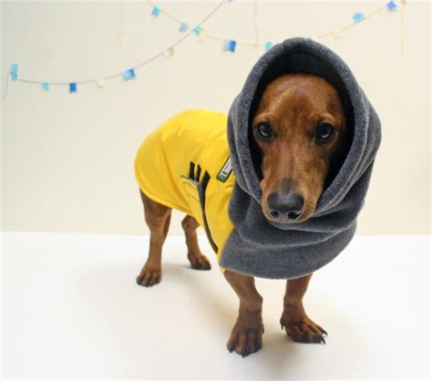 10 Winter Coats that Fit Dachshunds | Ammo the Dachshund