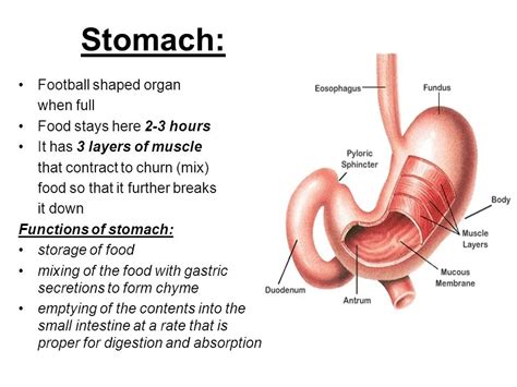 Physiology and functions of Stomach, Composition of gastric secretion | Science online