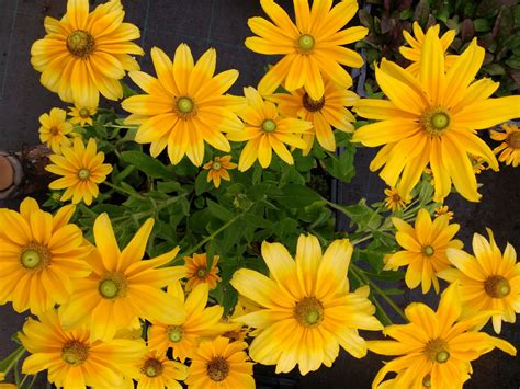 Expoplant - Acquista online: Rudbeckia hirta Prairie Sun