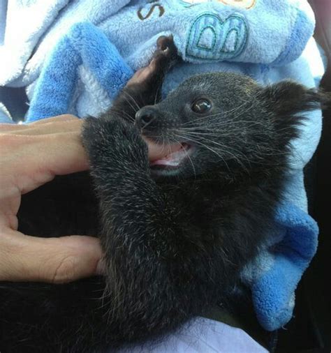 binturong o gatto orsino | Staten island zoo, Zooborns, Binturong