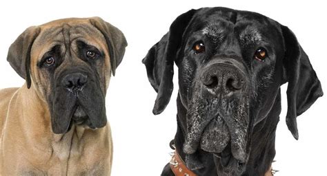 Great Dane Mastiff Mix - Learn About This Giant Breed