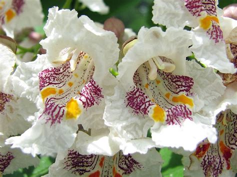 Catalpa speciosa (Northern Catalpa) | North Carolina Extension Gardener ...