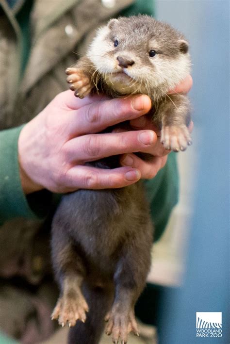 Adorable otter pups visit vet for first check-up | Otter pup, Otters ...