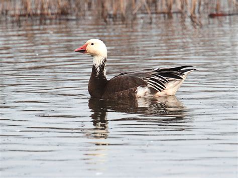 Blue Goose Hunting - Waterfowlers Challenge