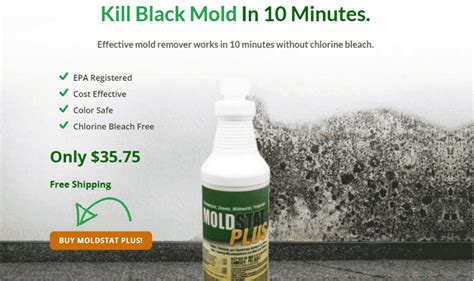 Black Mold Info | Cleaner Today