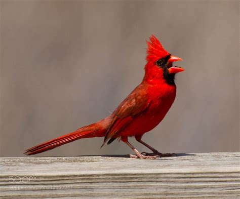 Singing Cardinal by Matt Mullins / 500px