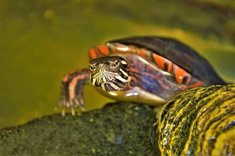 What You Need To Know About Painted Turtles Diets - TurtleHolic