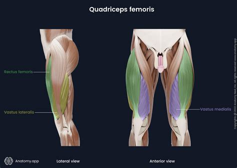 Quadriceps Femoris Muscle