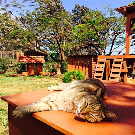 People Come From All Over The World To Cuddle 500 Kitties At This Cat Sanctuary In Hawaii ...