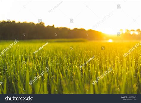 Sunrise Form E Paddy Field Stock Photo 1960879669 | Shutterstock