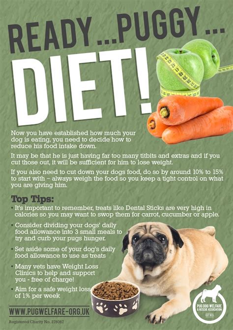 Ready … puggy … diet! | The Pug Dog Welfare & Rescue Association