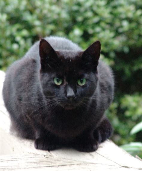black cat with green eyes | zen Sutherland | Flickr