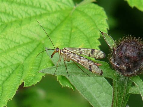 The Northumberland Naturalist: Scorpionfly at Sidwood