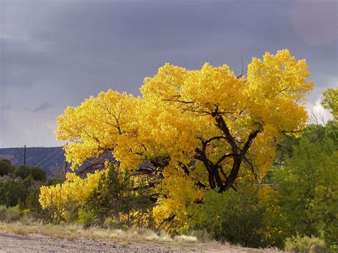 The cottonwoods of northern New Mexico are the most beautiful trees on ...