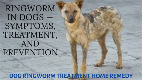Ringworm in Dogs — Symptoms, Treatment, and Prevention | dog ringworm ...