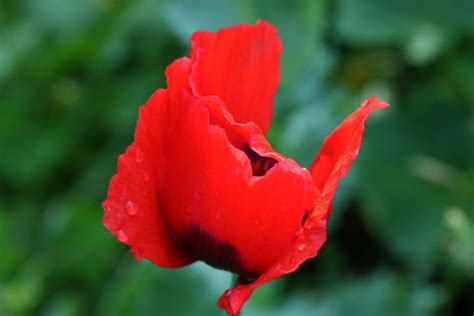 Water Droplets On Red Poppy Flower Free Stock Photo - Public Domain Pictures