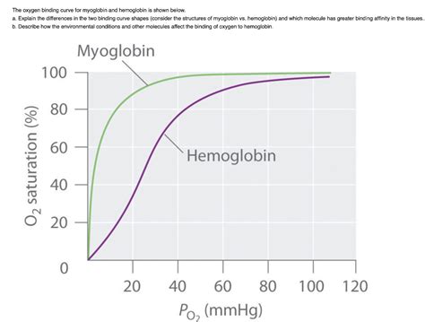 Solved The oxygen binding curve for myoglobin and hemoglobin | Chegg.com