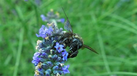 Carpenter Bee Blue Black Wooden - Free photo on Pixabay