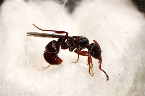 Queen Ant Spotting/Mating Chart - Page 70 - General Anting - Ants & Myrmecology Forum