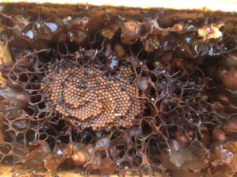 Native Australian Stingless Bees Tetragonula carbonaria. Inside the hive #stinglessbees # ...