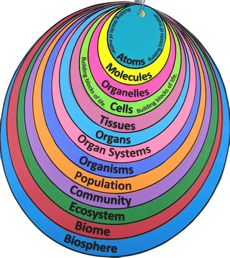 Levels of Organization From Atoms to Biosphere Interactive Note ...