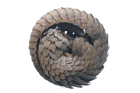 Pangolin Png