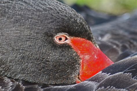 Black swan keeping an eye on me! | BirdForum