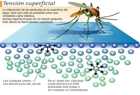 La tensión superficial: cuando un líquido no "moja". – Wiritool