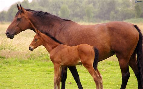 Nutrición Ortomolecular en Caballos: potros, reproductores, atletas... - Nutrición Ortomolecular ...