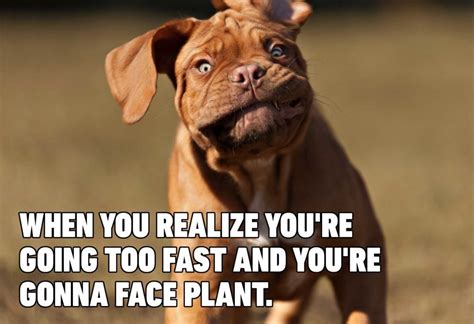 15 Hilarious Dog Memes You'll Laugh at Every Time | Reader's Digest
