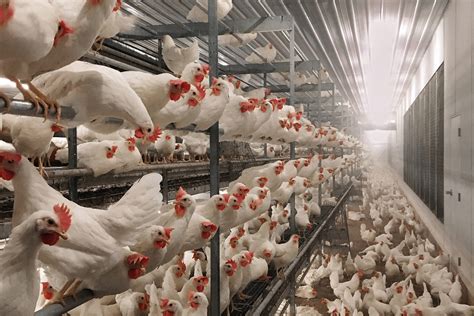 Cost differential between cage-free laying systems - Poultry World