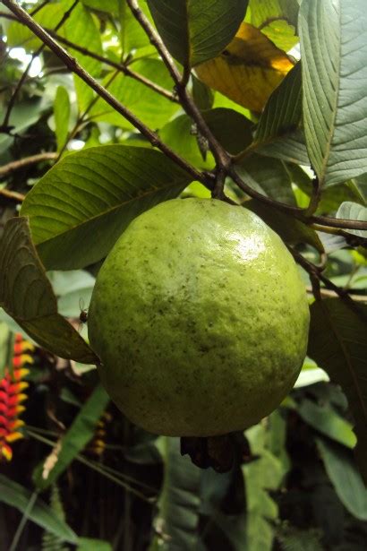 Guava Fruit Free Stock Photo - Public Domain Pictures