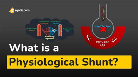 What is a Physiological Shunt? | Respiratory Physiology