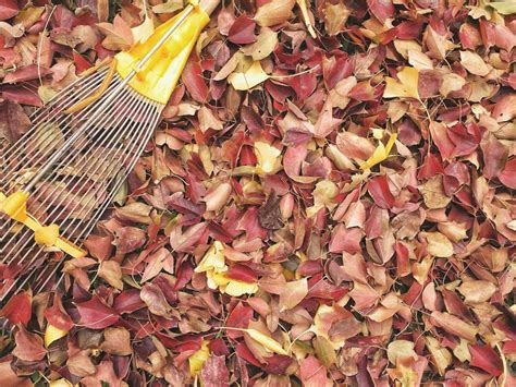 beautiful leaves for mulching this winter! (southern hemisphere) : gardening