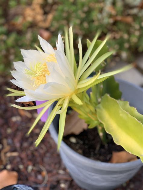 Dragon fruit flower is still blooming in the morning! #gardening #garden #DIY #home #flowers # ...