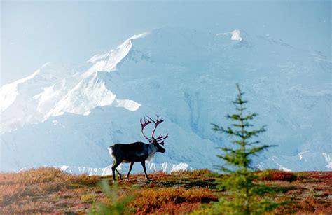 Alaskan Wildlife and Wilderness | The Great Canadian Travel Co.